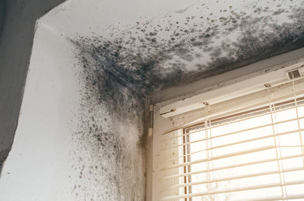 Affordable Basement Mold Remediation solutions in Capron, VA