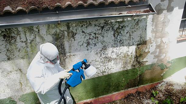 Top rated local Basement Mold Remediation specialists in Capron, VA
